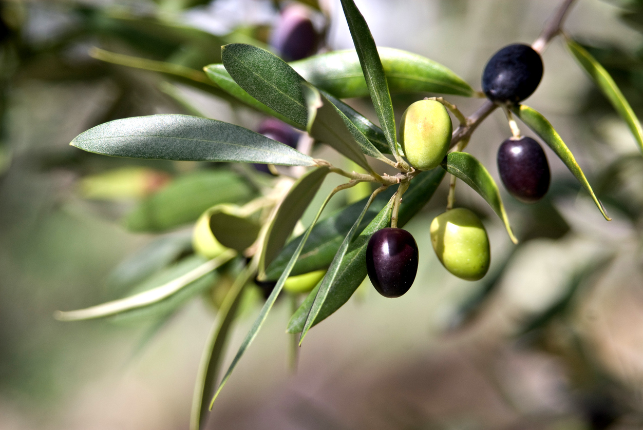 Close up of tuscan olive branch hanging from tree