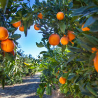 Orange plantation in california usa