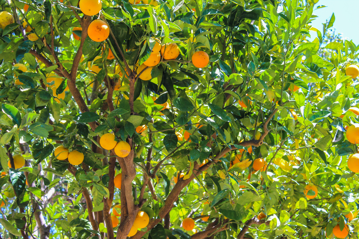 Californian orange grove