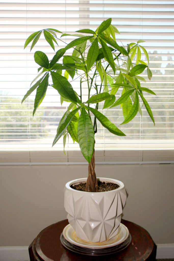 Planta da árvore do dinheiro (Pachira Aquatica)