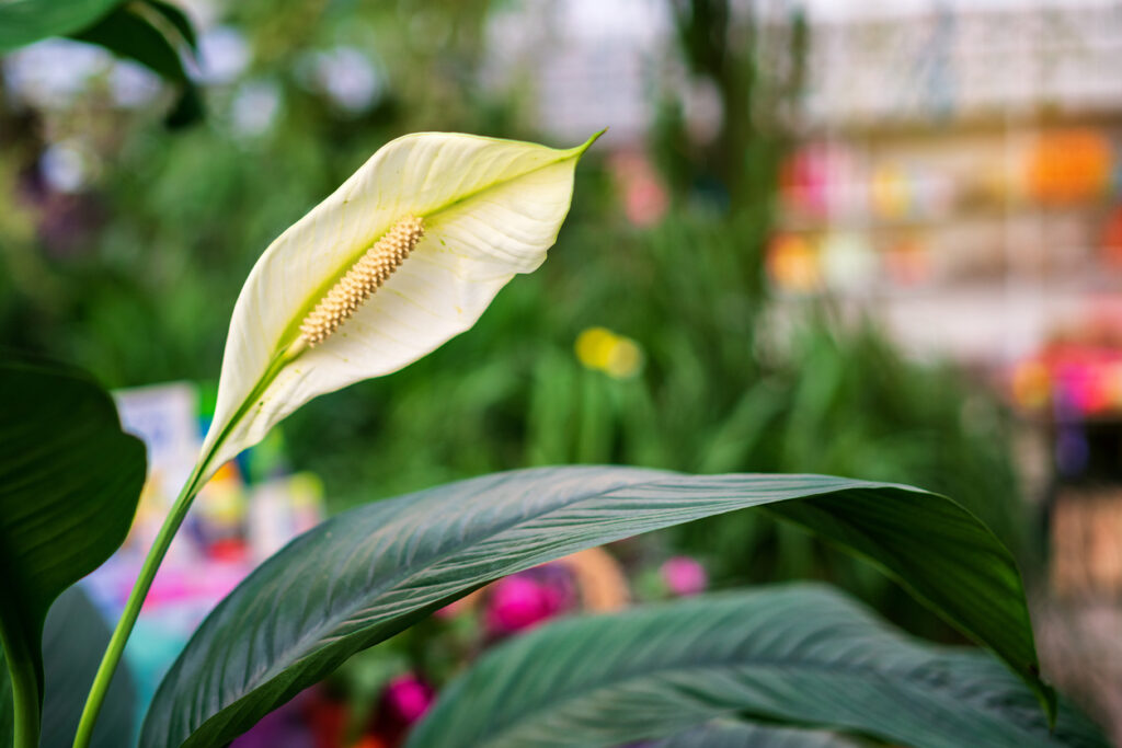 Peace Lilies (Spathiphyllum)