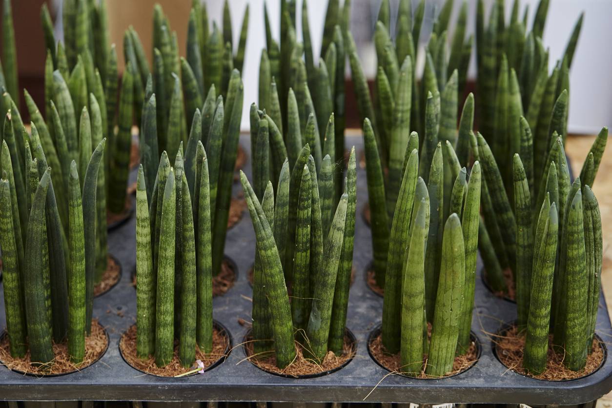 sansevieria snake plant care