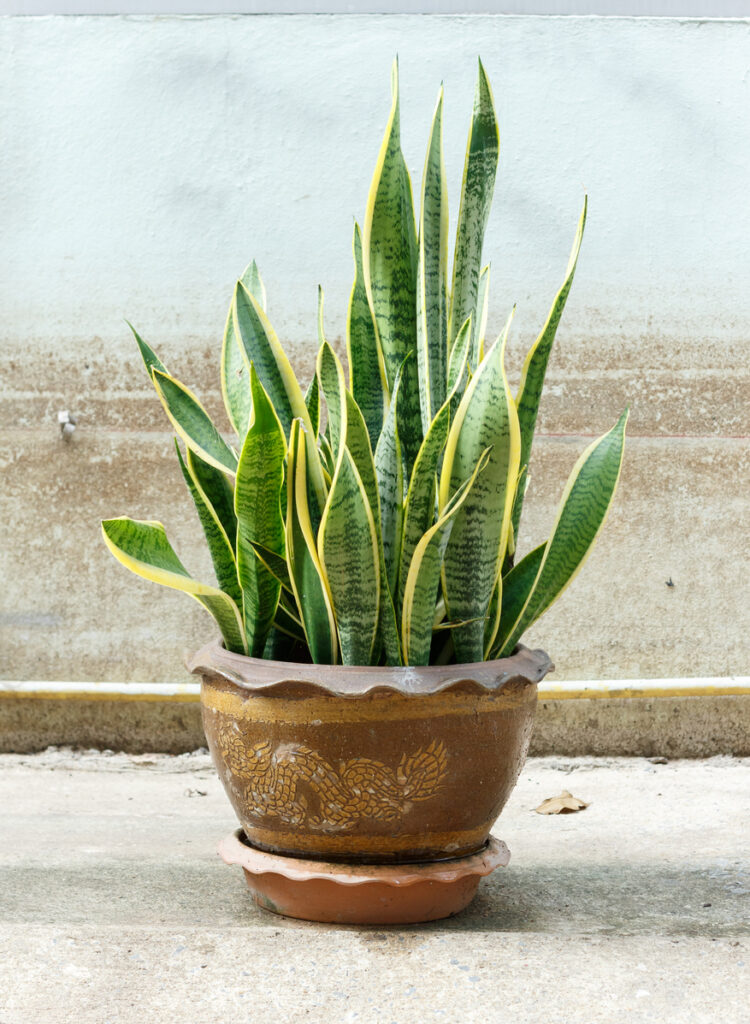 Are snake plants toxic Idea