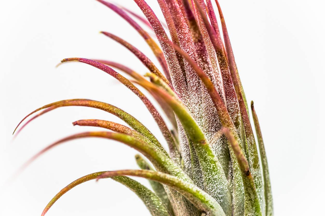 Airplant tillandsia ionantha “red” photographed against a white background