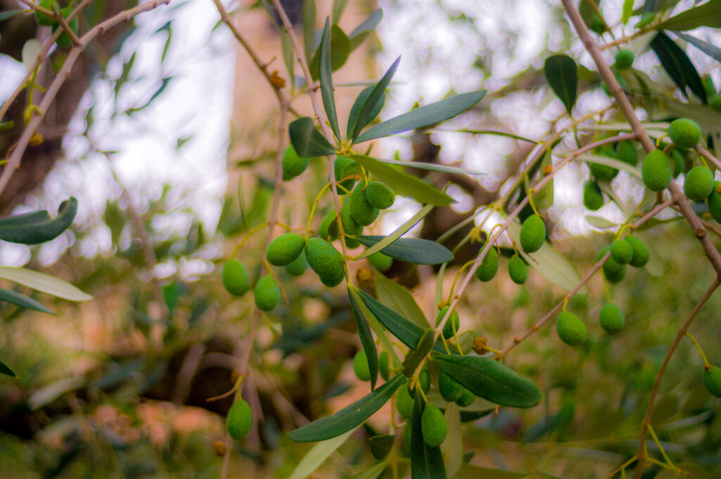 Olive Trees - How To care