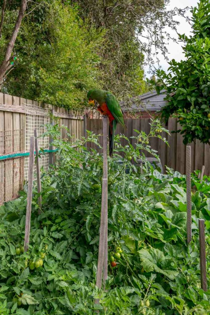 Birds Eating Tomato Plants