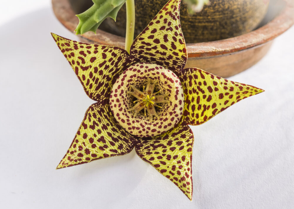 Close up of flower of succulent plant orbea variegata or stapelia variegata in flower pot at home known as star flower or starfish cactus, carrion cactus, carrion flower, toad cactus selective focus