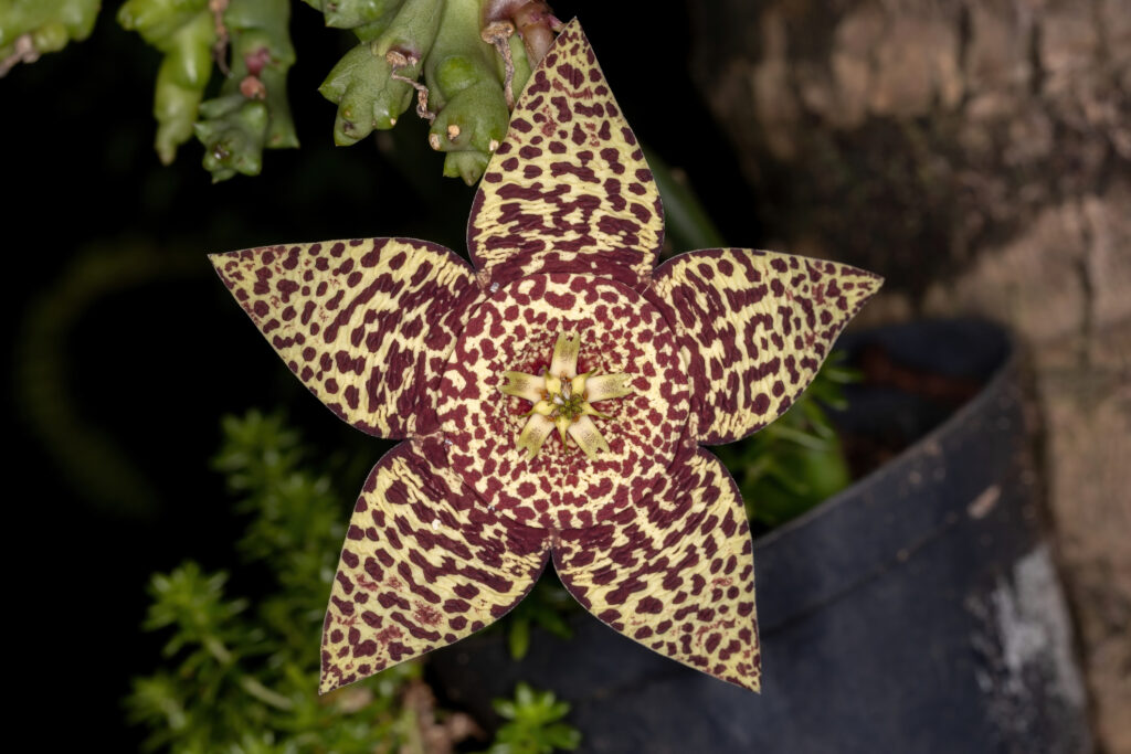 Star cactus flower