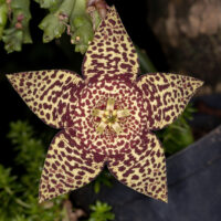 Star cactus flower