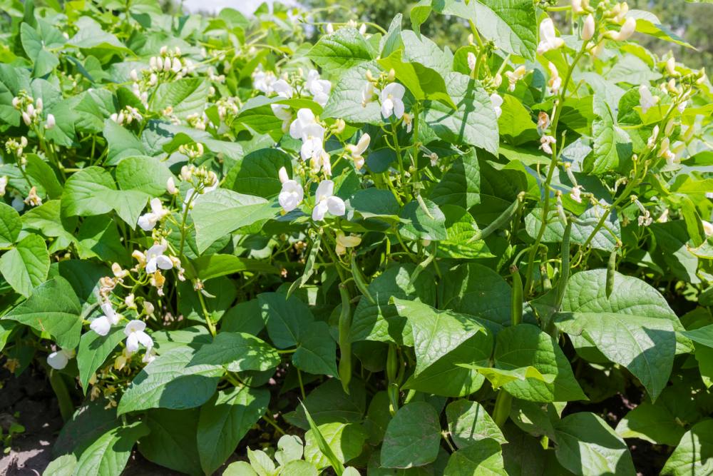 Kidney bean plants during flowering on a plantation