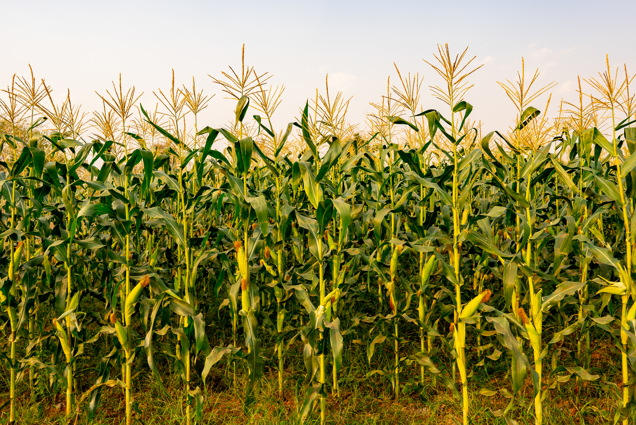 Maize or corn organic planting in cornfield it is fruit of corn for harvesting by manual labor maize production is used for ethanol animal feed and other such as starch and syrup farm green nature