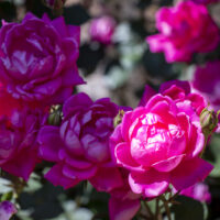 How To Grow And Care For Knock Out Roses