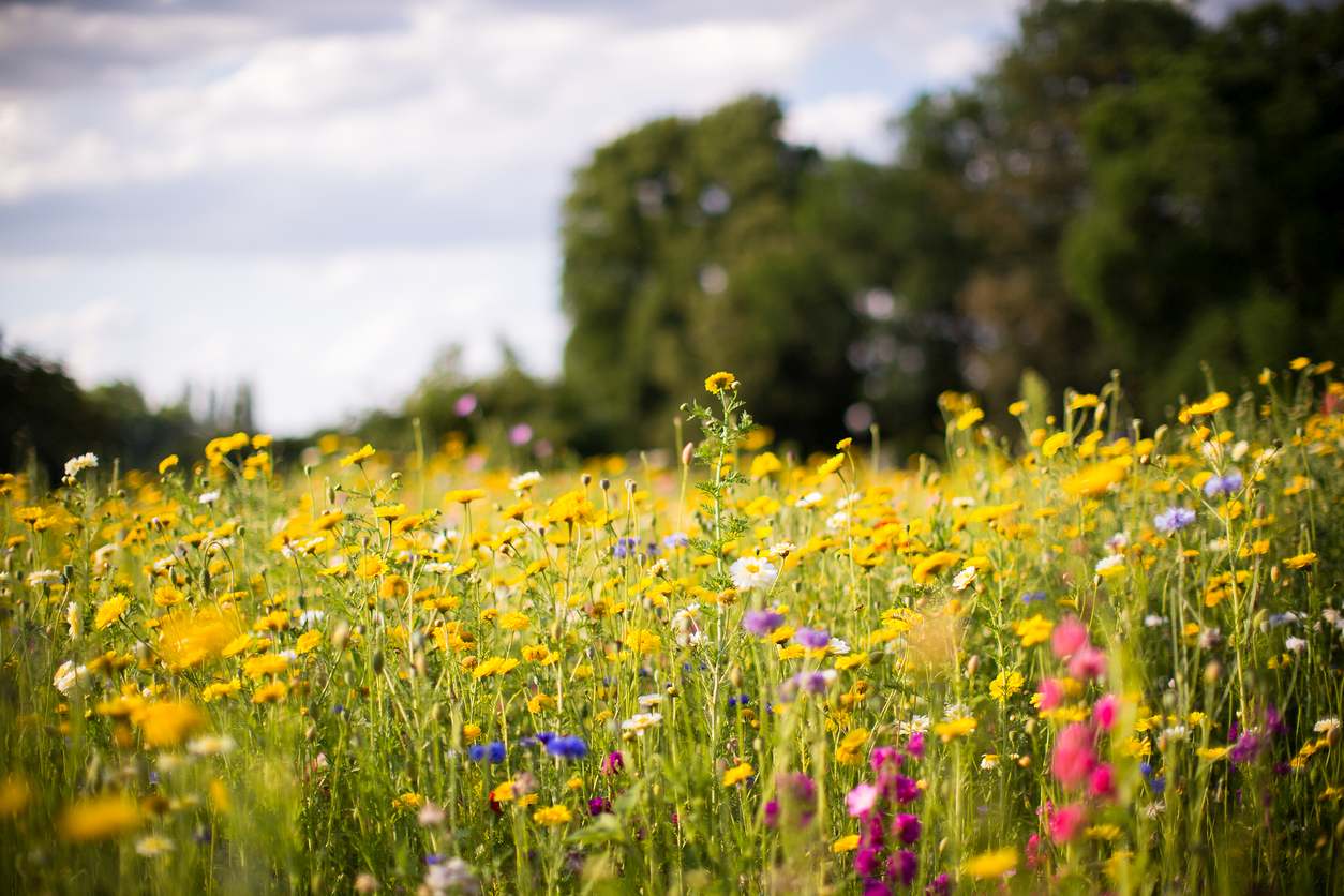 How To Plant And Care For Wildflower Gardens