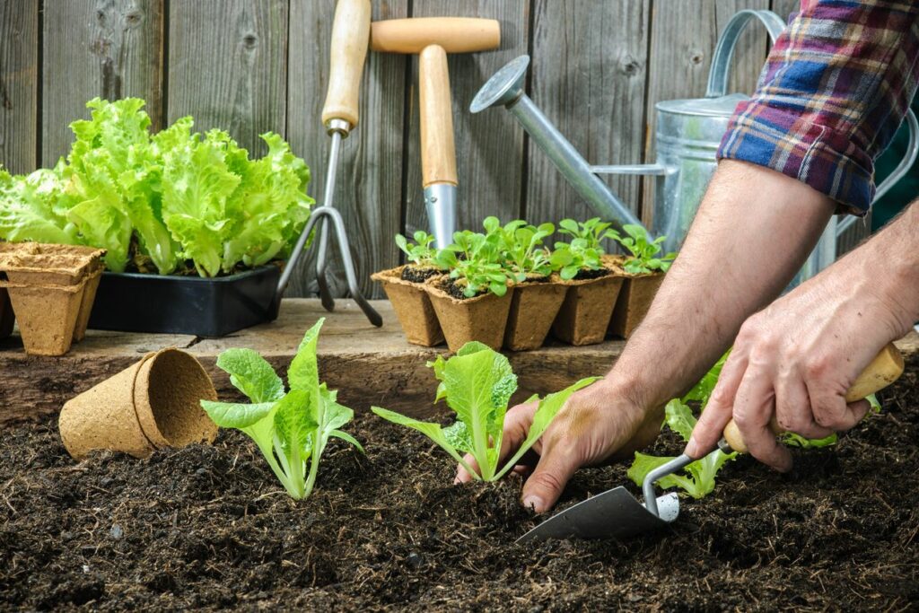 Farmer planting young seedlings