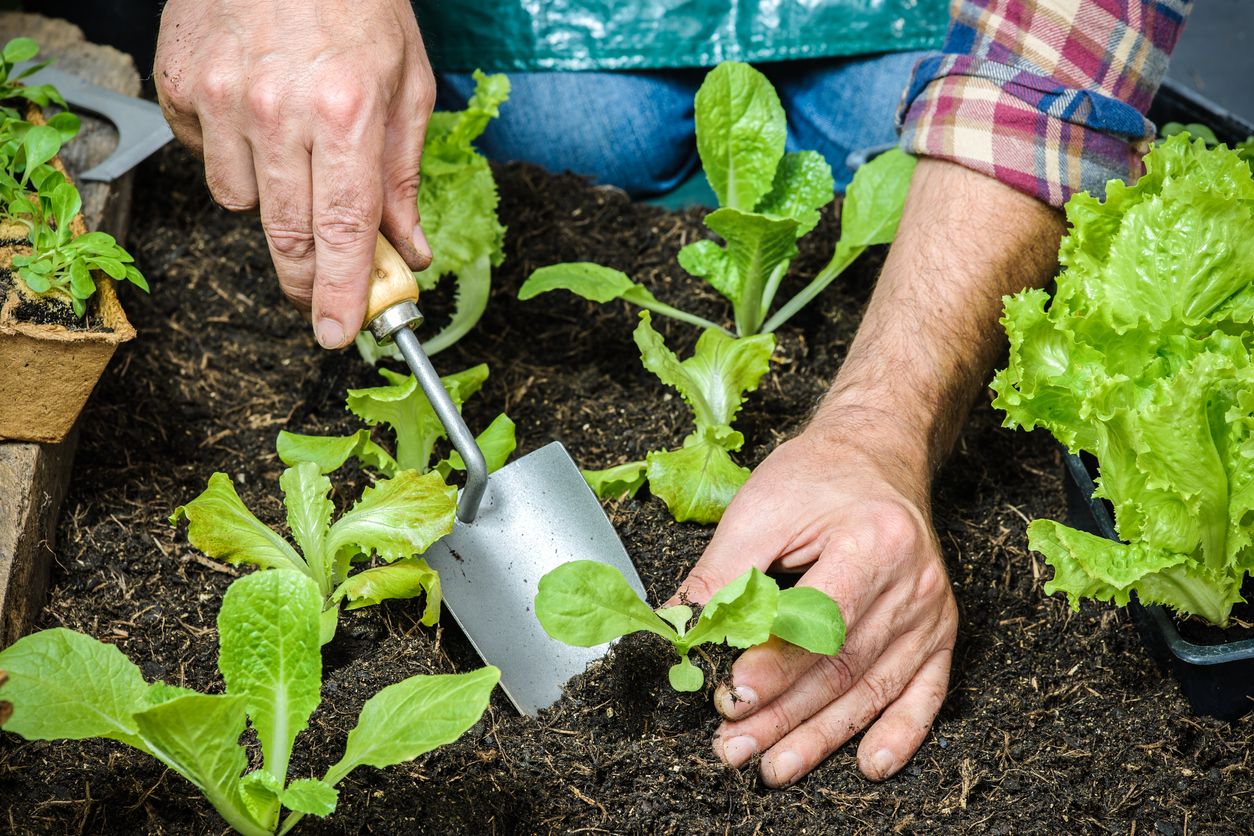 Farmer planting young seedlings