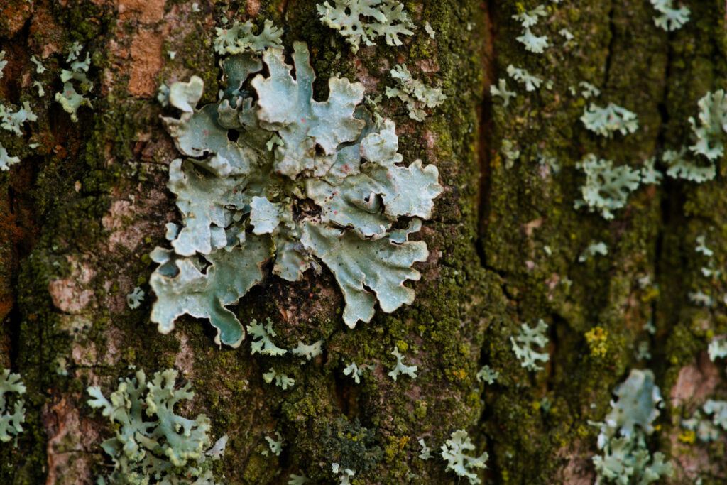 Grey lichens in the park