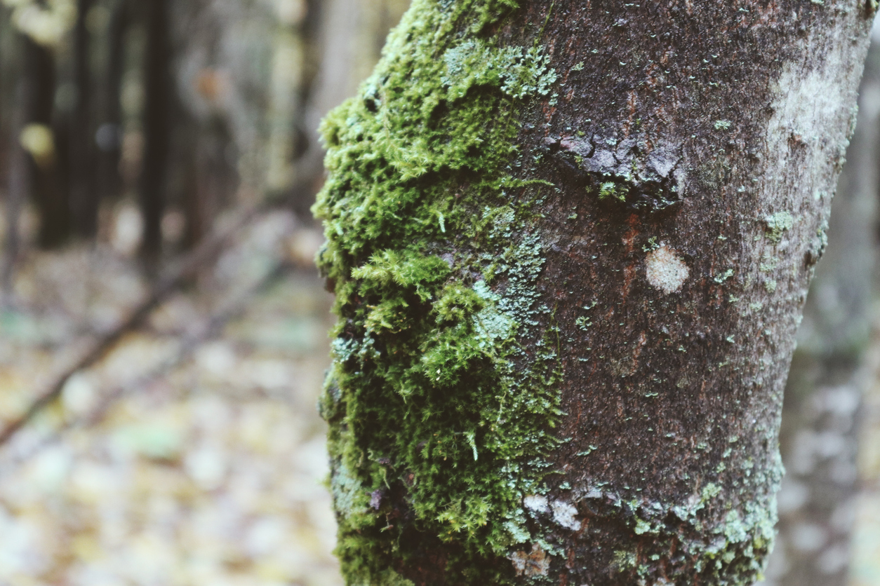 Lichens On Trees - Causes And Treatment