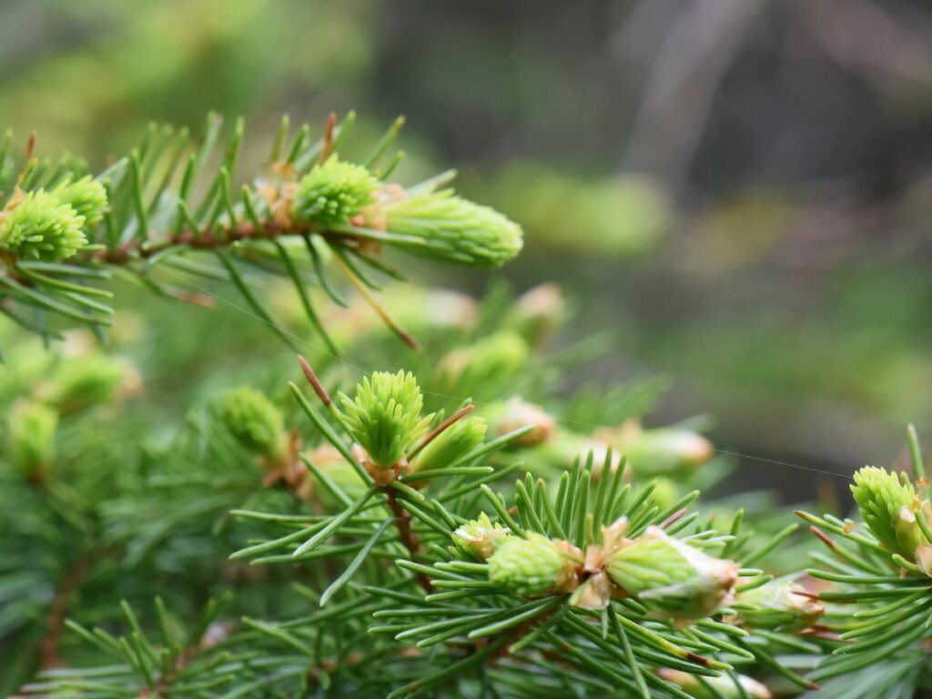 Norway Spruce Tree