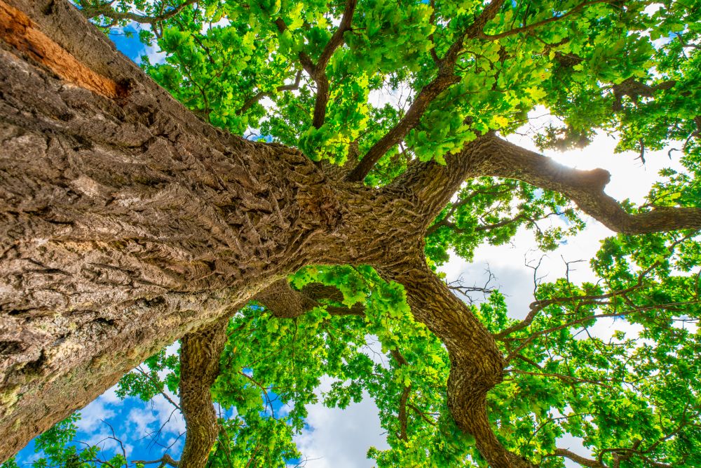 Oak tree summer background