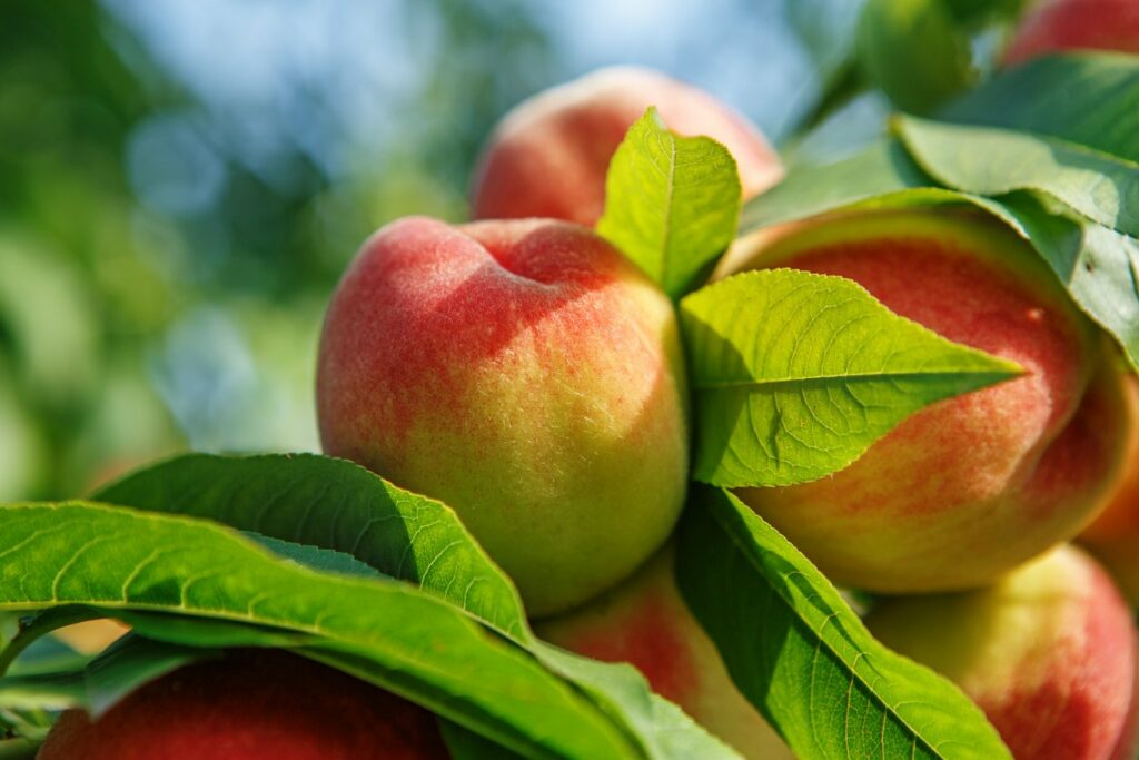 Peach Tree Care 