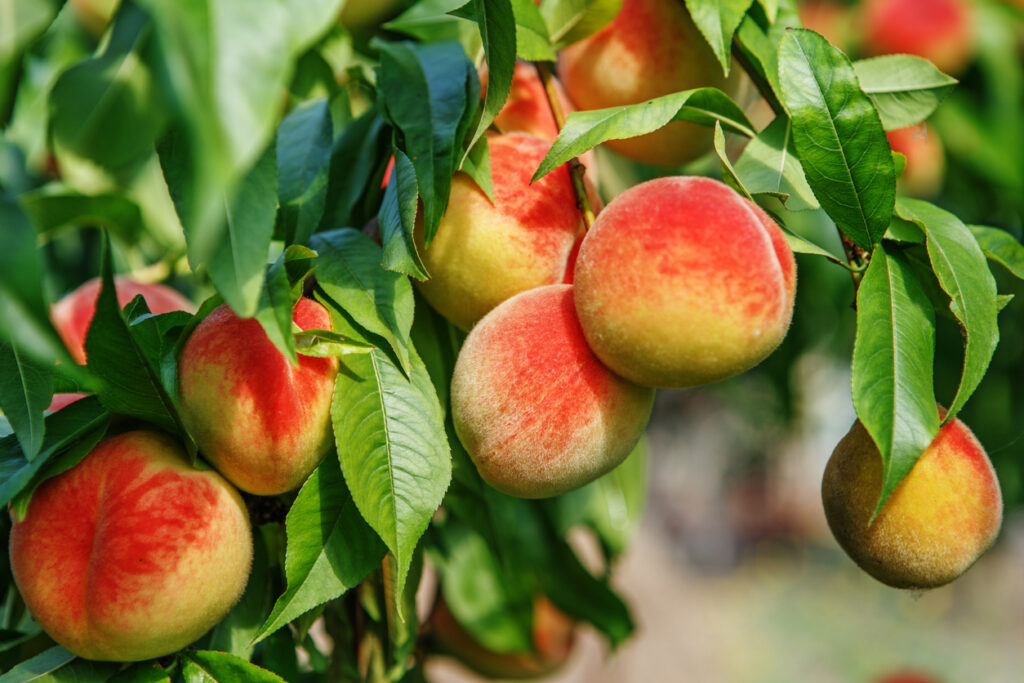 Peach Tree Care 