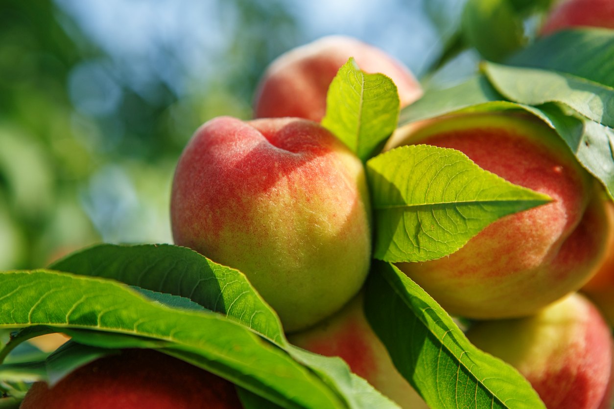 Peach Tree Care