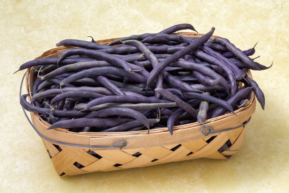 Purple hull peas in basket