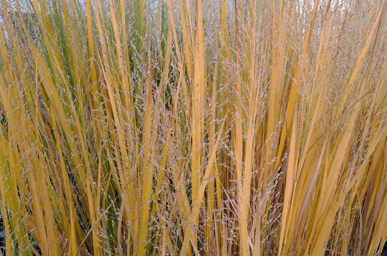 Yellow and green vertical stems of switchgrass (panicum virgatum) natural vertical pattern