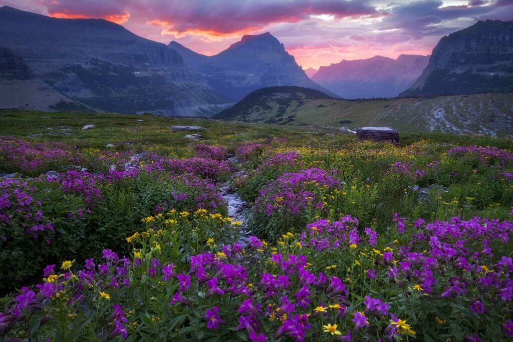 Planting Wildflowers