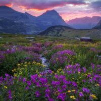 Glacier national park meadow in bloom going to the sun