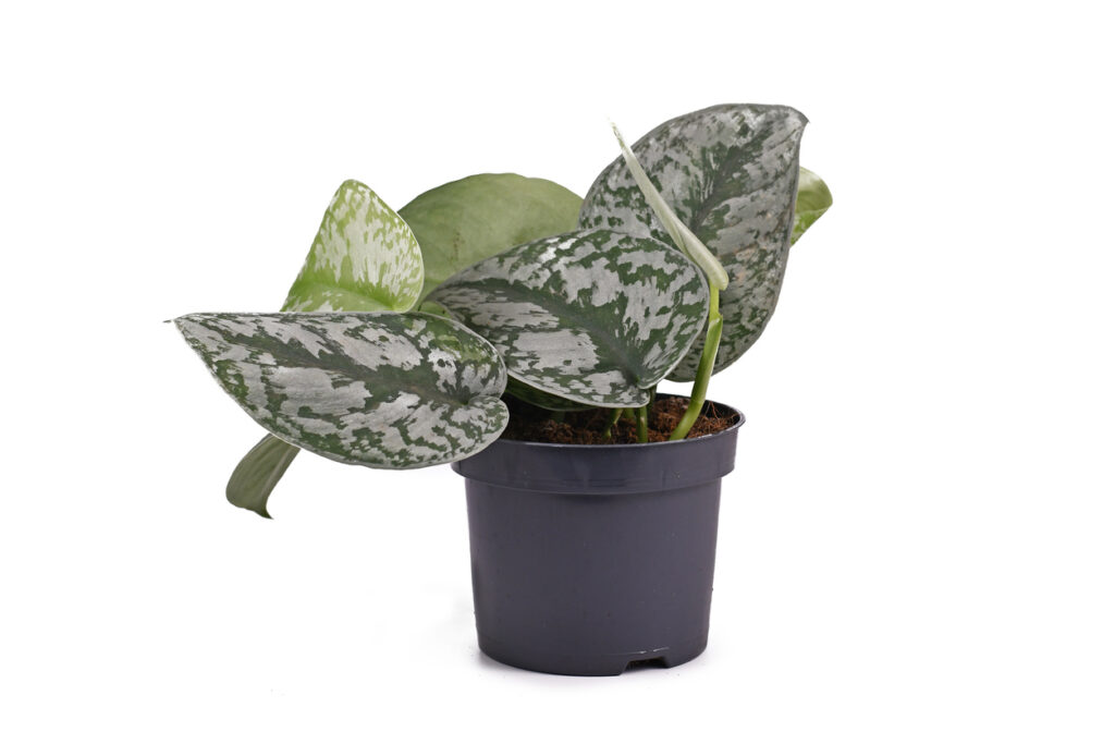 Exotic 'scindapsus pictus exotica' or 'satin pothos' houseplant with large leaves with velvet texture and silver spot pattern