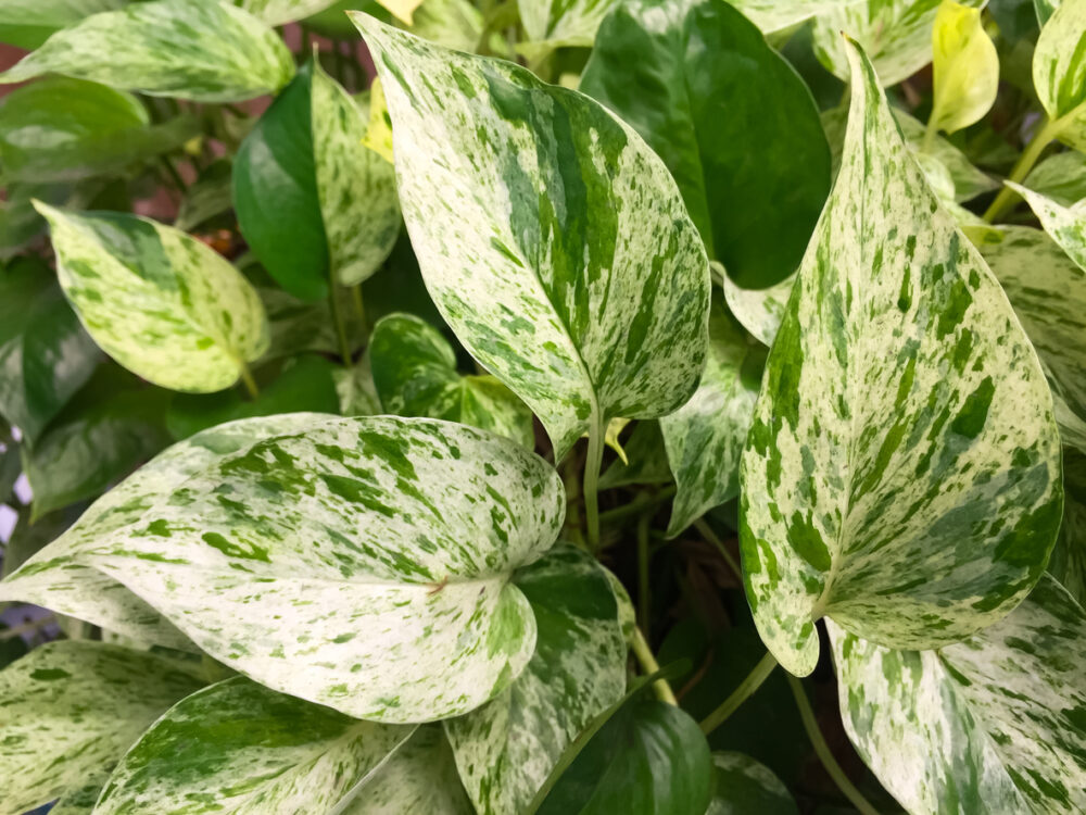 The golden pothos were planted in a potted plant, this is the detail of green leaf of garden tree