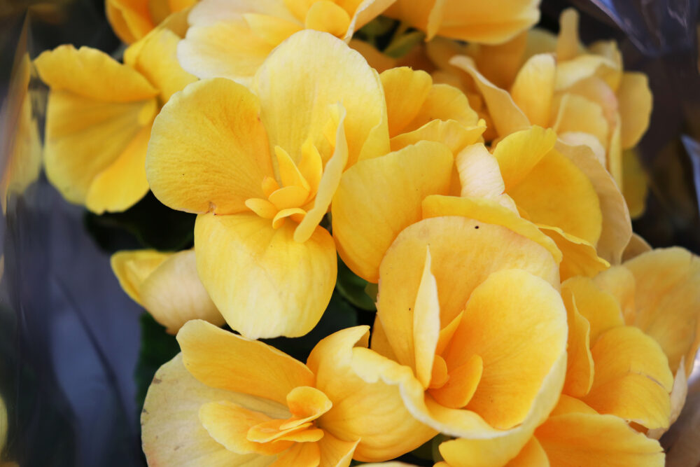 Flowers begonia elatior yellow closeup