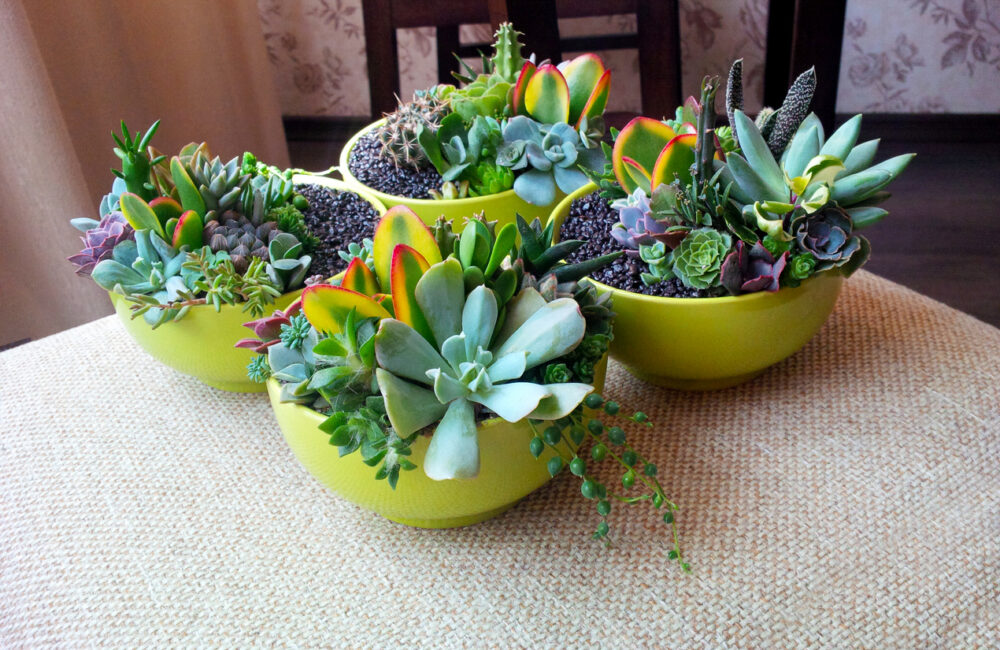 Colorful succulents composition in bright lime bowls