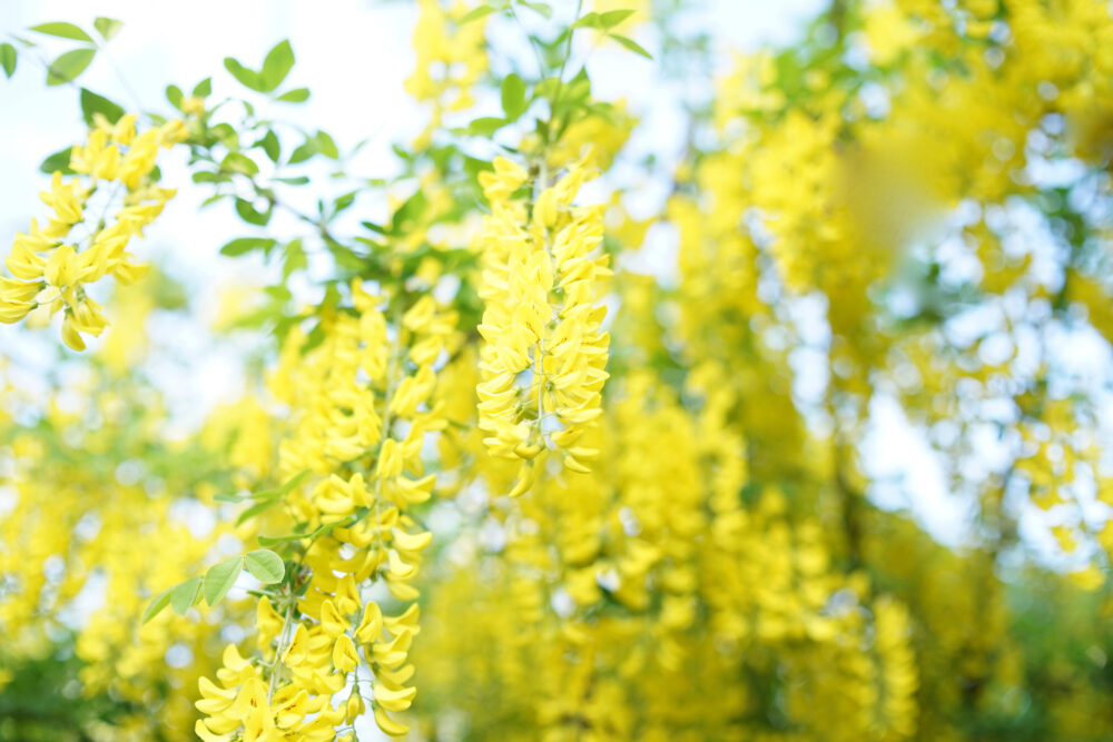 Laburnum, sometimes called golden chain or golden rain, is a genus of two species of small trees in the subfamily faboideae of the pea family fabaceae