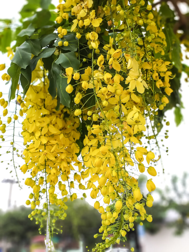cassia tree care – how to grow and care for golden shower trees