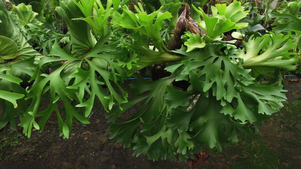 Staghorn fern