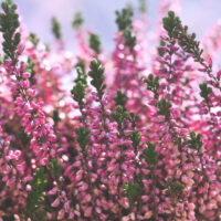 Heather flowers common known as callluna vulgarus is growing in the pot at home 