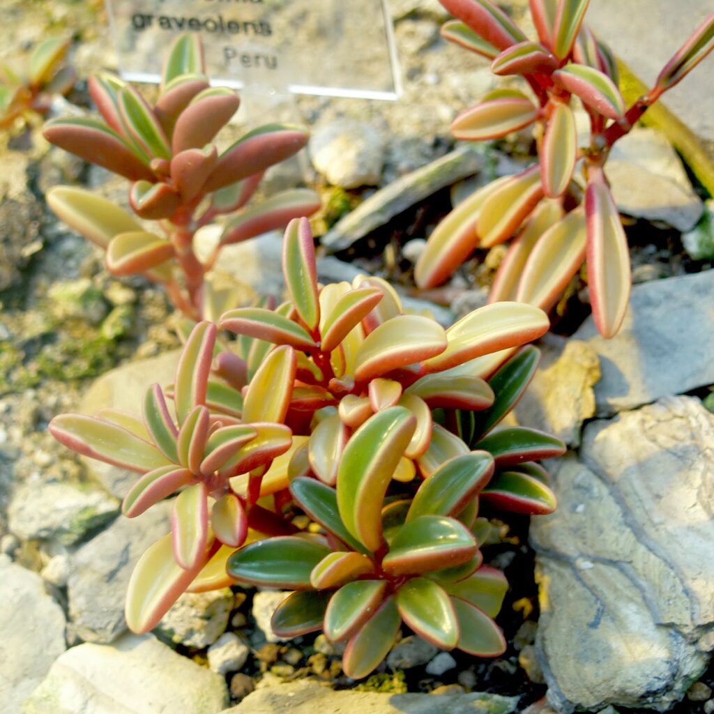 Peperomia graveolens botanischer garten bonn