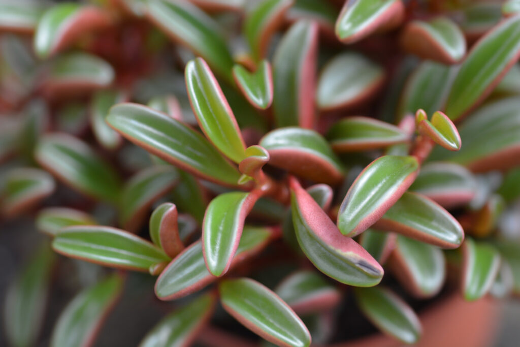 Peperomia Graveolens Care How To Grow And Care For The Blue Glow Peperomia