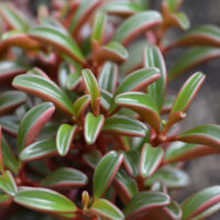 Peperomia plant