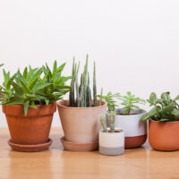 Succulents and various pots 