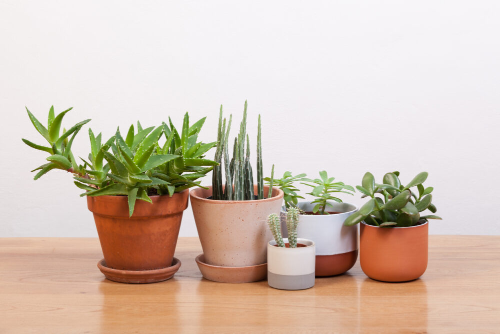 Succulents and various pots