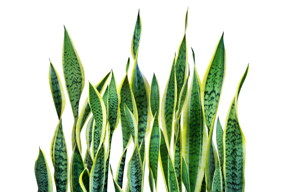 Green leaves of sansevieria trifasciata, snake plant isolated on white background