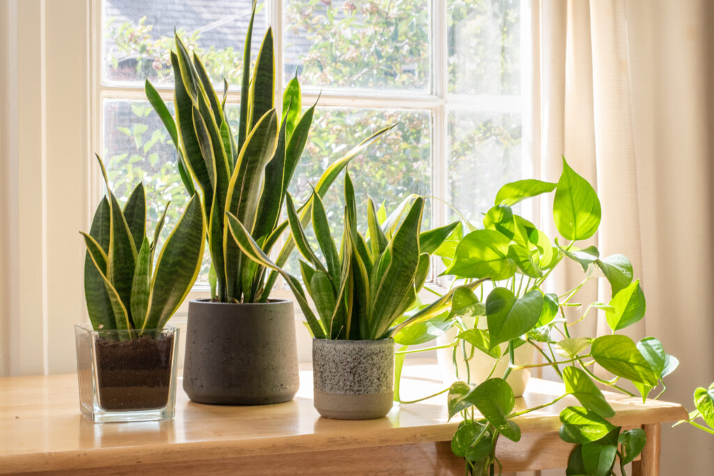 Potted snake plants inside a beautiful new flat or apartment 