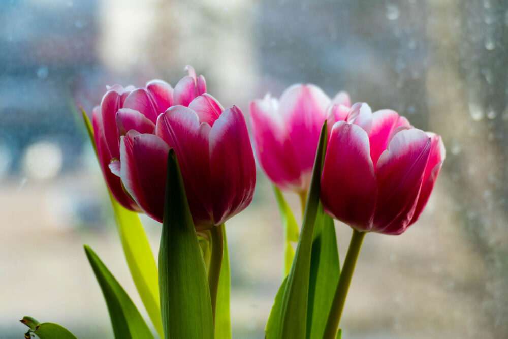 Pink tulips and window in the morning