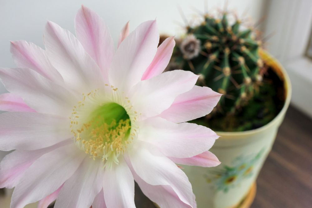 Light pink tender echinopsis spiky cactus flower beautiful plant in a pot standing on a windowsill selective focus close up 