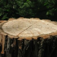 Tree stump 3350196 1920