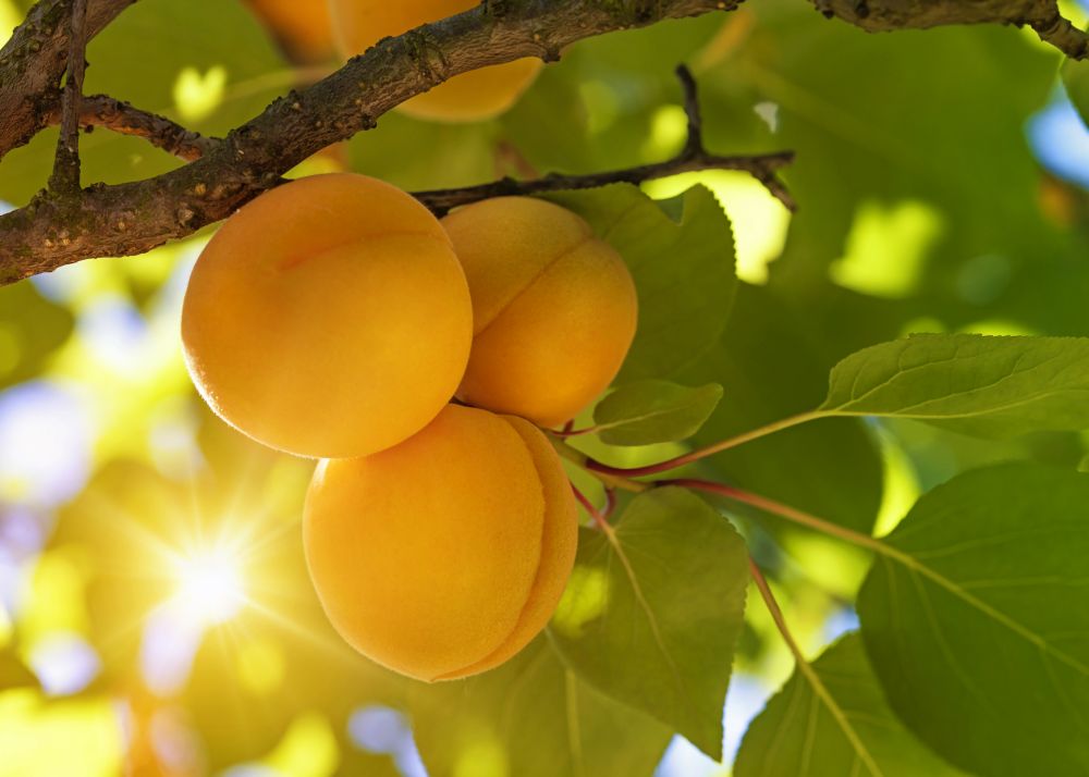 Apricot Tree Care