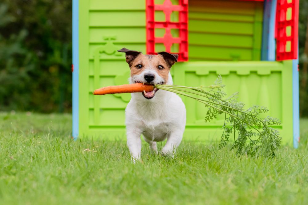 How To Make A Homemade Pet Friendly Weed Killer